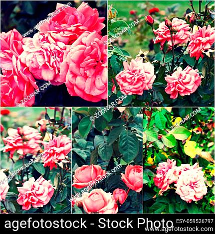 Close-up of garden roses on bush. Collage of colorized images. Toned photos set