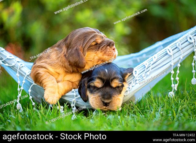 English Cocker Spaniel puppies on hammock