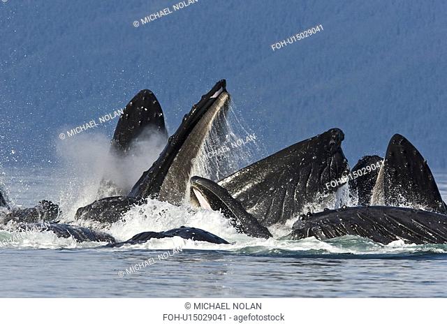 A group of adult humpback whales Megaptera novaeangliae co-operatively bubble-net feeding along the west side of Chatham Strait in Southeast Alaska, USA