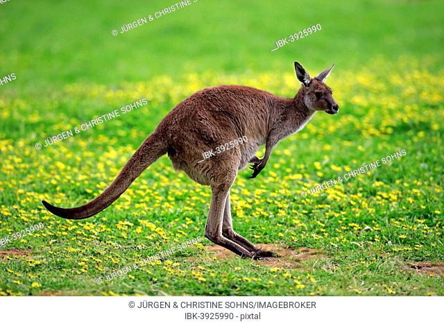 Kangaroo Island Kangaroo (Macropus fuliginosus fuliginosus), adult, alert, South Australia, Australia