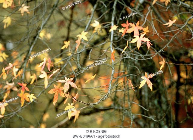 Satin Walnut, Sweet Gum, Red Gum Liquidambar styraciflua, branch with some autumn leaves