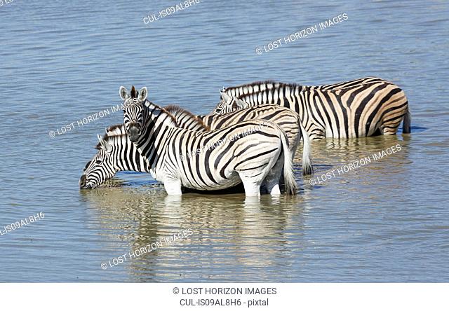 Four zebras drinking at waterhole, Etosha National Park, Namibia