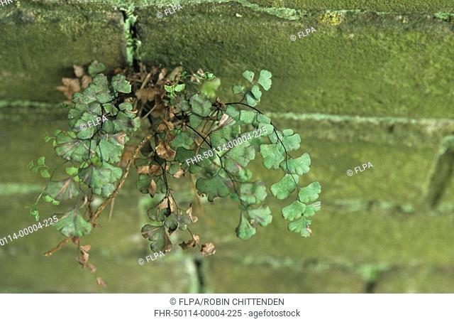 Maidenhair Fern Adiantum capillus-veneris Leaves - Growing between cracks in wall - Suffolk, England