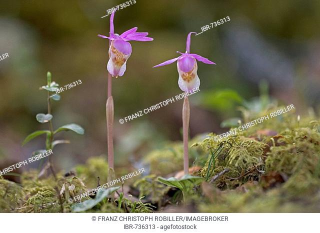 Calypso Orchid or Venus Slipper (Calypso bulbosa), Oulanka National Park, Finland, Scandinavia, Europe