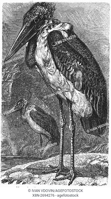 Marabou stork, Leptoptilos crumenifer, illustration from book dated 1904