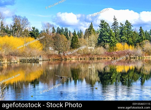 Larsen Lake Reflection Duck Blueberry Farm Public Park Bellevue Washington. Originally Established 1940, now a county park