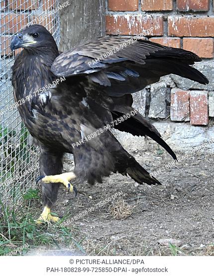 22 August 2018, Germany, Gerdshagen: A female eagle walks through an aviary in the Struck animal sanctuary. After the injuries of the almost starved animal have...