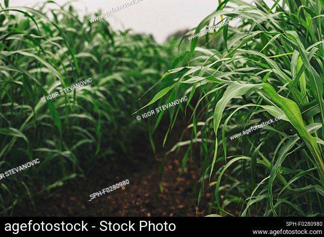 Sudan grass (Sorghum sudanense) crop