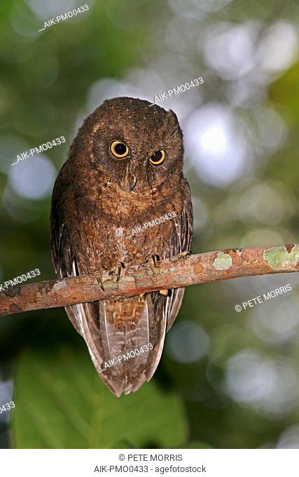 Mayotte scops owl (Otus mayottensis), an endemic to the island of Mayotte in the Comoros
