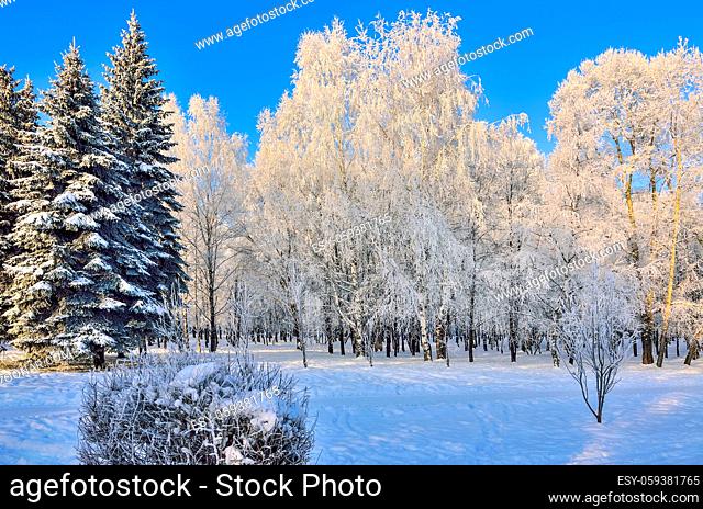 Beauty of winter landscape in snowy park at sunny day. Wonderland with white snow and hoarfrost covered birch trees and firs at sunlight - beautiful winter...