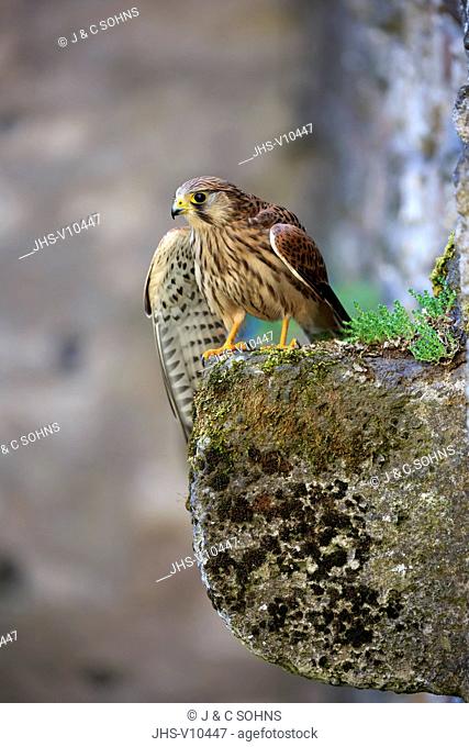 European Kestrel, Common Krestel, (Falco tinnunculus), adult on rock, Pelm, Kasselburg, Eifel, Germany, Europe