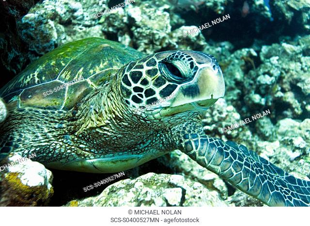 Adult green sea turtle Chelonia mydas in the protected marine sanctuary at Honolua Bay on the northwest side of the island of Maui, Hawaii