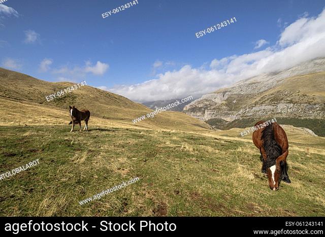 Herd of horses on the slopes of Punta de la Cuta, western valleys, Pyrenean mountain range, province of Huesca, Aragon, Spain, europe