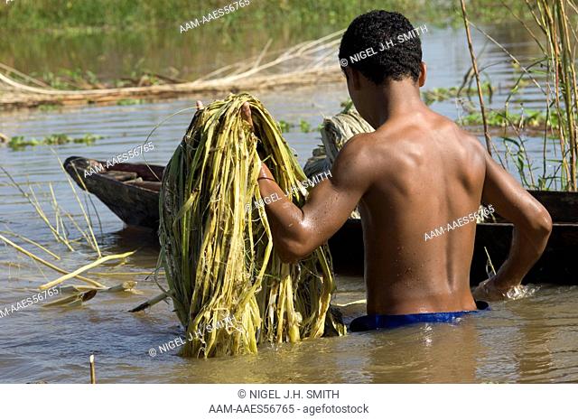 Malva (Urena lobata) farmer boy Irailton 13 yrs stripping fibers off stems after retting (lavagem), Amazon floodplain, Ilha Raia I, Rio Solimões, Amazonas