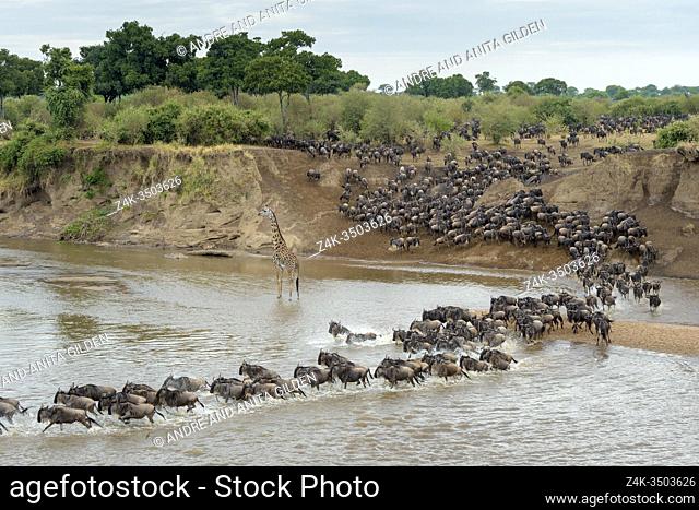 Blue wildebeest, brindled gnu (Connochaetes taurinus) herd crossing the Mara river disturbed by a giraffe (Giraffa camelopardalis), Serengeti national park
