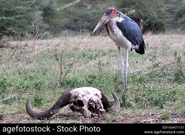 marabou stork that stands near the skull of a Kaffir buffalo in a forest glade in the Serengeti Park