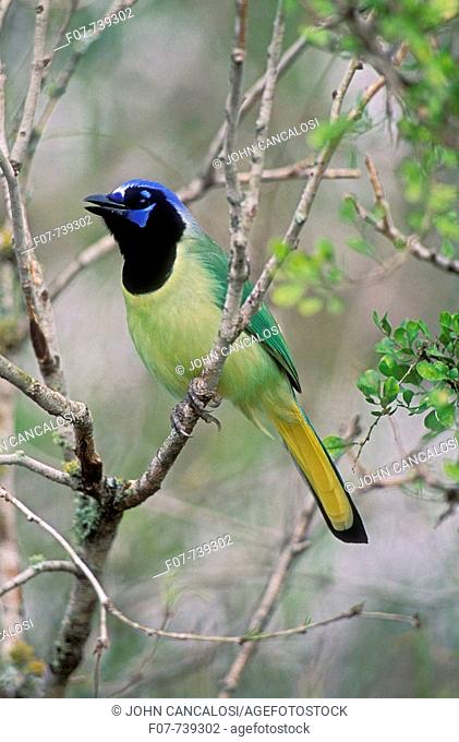 Green Jay (Cyanocorax yncas) - Texas - Tropical species-range extends to southern tip of Texas - Resident and locally common in brushy areas and streamside...