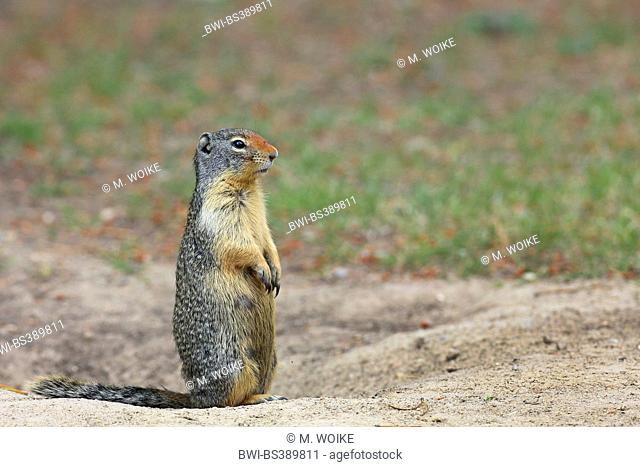 Columbian ground squirrel (Spermophilus columbianus), sitting up on the hind legs in front of the entrance of the den and peering, Canada, Banff National Park