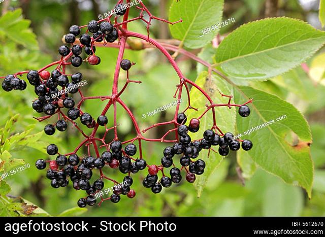 Elder (Sambucus nigra) close-up of berries, growing in hedgerow, West Yorkshire, England, United Kingdom, Europe