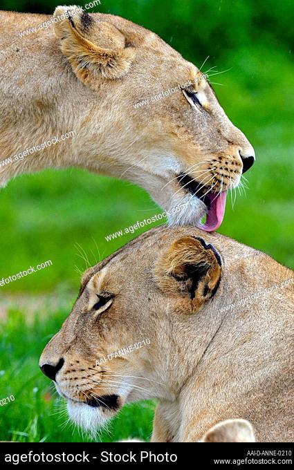 One lioness licking another on the back of the head at the Lion and Safari Park in the Cradle of Humankind nearJohannesburg, Gauteng, South Africa