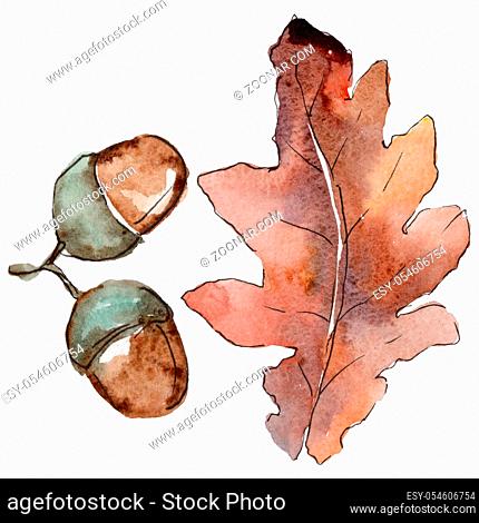 Oak leaves in a watercolor style isolated. Aquarelle leaf for background, texture, wrapper pattern, frame or border