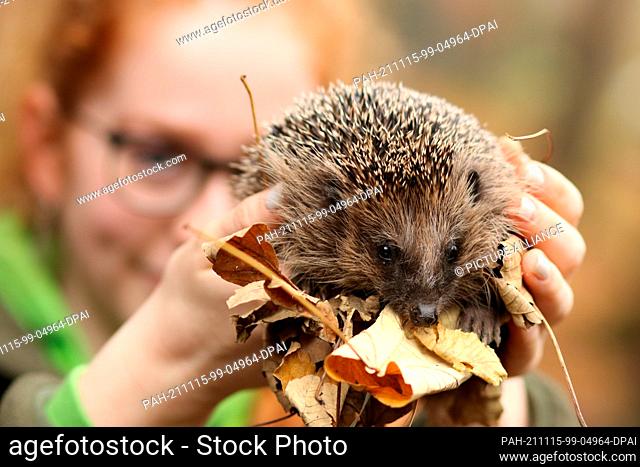 15 November 2021, Saxony-Anhalt, Wernigerode: An underweight hedgehog sits on the hand of Shireen Lind in Wildpark Christianental