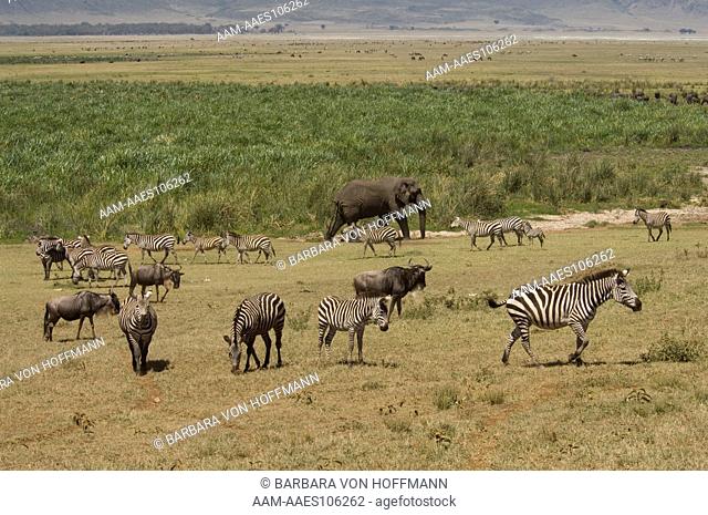 Scenic with Zebras, Wildebeest grazing and Elephant behind, Masai Mara Natl Reserve, Kenya
