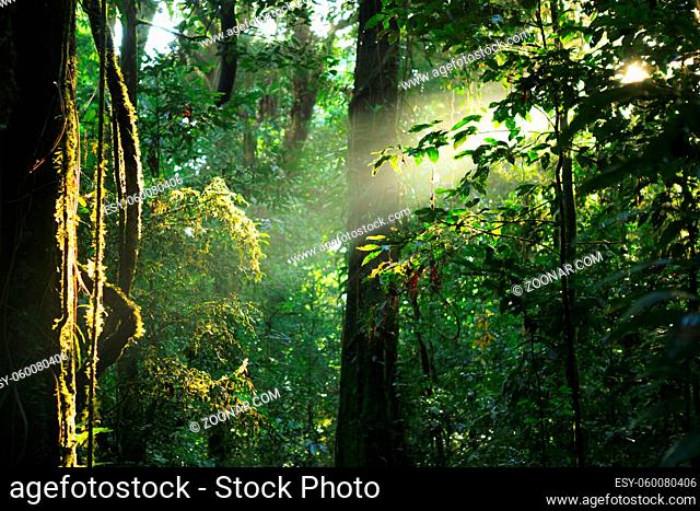 small tree illuminated by sun rays through dense rainforest foliage