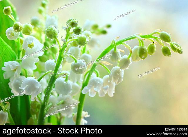 Flowers Smell Lily Of The Valley Or May-Lily With Drops