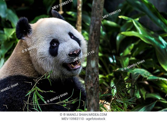 Giant Panda feeding on Bamboo leaves China (Ailuropoda melanoleuca)