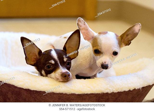 Two six month old Chihuahua puppies resting
