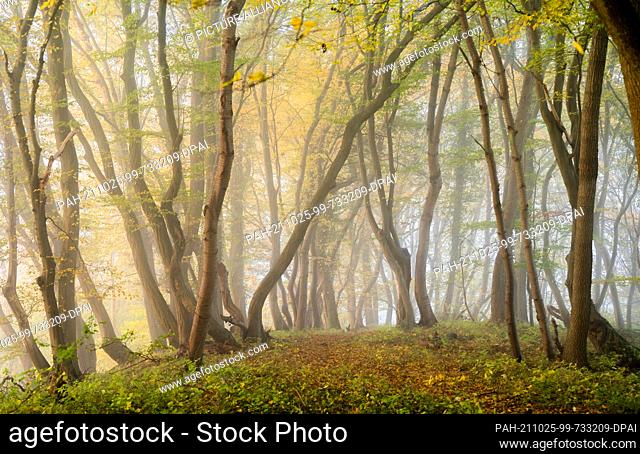 23 October 2021, North Rhine-Westphalia, Arnsberg: Fog drifts through autumn-coloured forests at the Arnsberger Wald nature reserve in the Sauerland shortly...