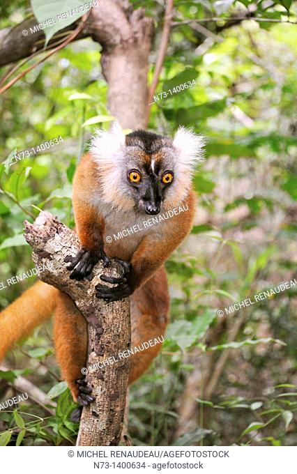 Southern Africa, Madagascar, lemurs, Eulemur Macao