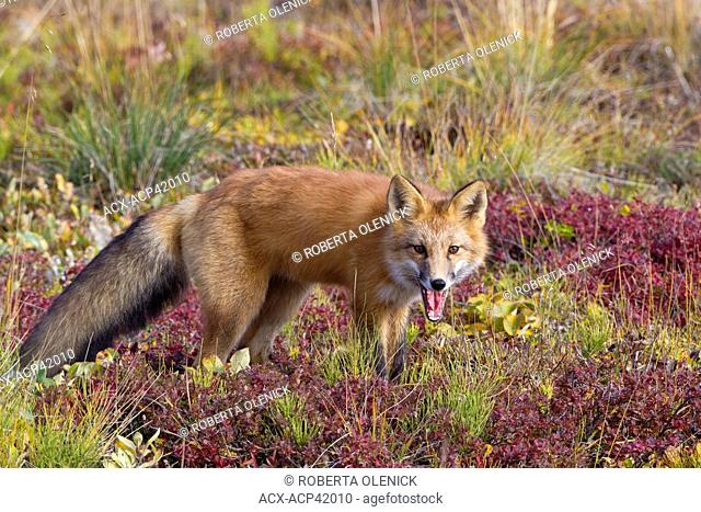Red fox Vulpes vulpes, on tundra in fall colour, Denali National Park, Alaska, United States of America