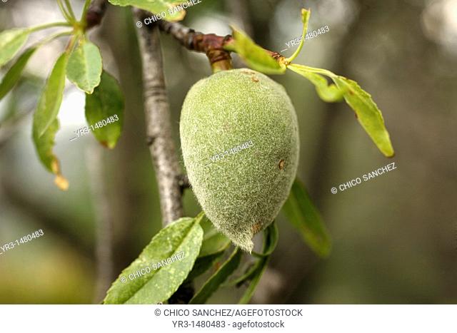 An sweet almond tree fruit, Prunus Dulcis, in El Gastor village in the Sierra de Grazalema Natural Park, Cadiz province, Andalusia, Spain, april 25, 2011