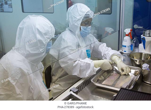 Preparation of a skin donation in a cleanroom before preservation, cell and Tissue Unit of CTSA in Clamart, France