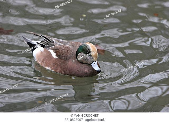 American wigeon, also called white-fronted duck Anas americana : male adult in nuptial plumage. Picardy, France