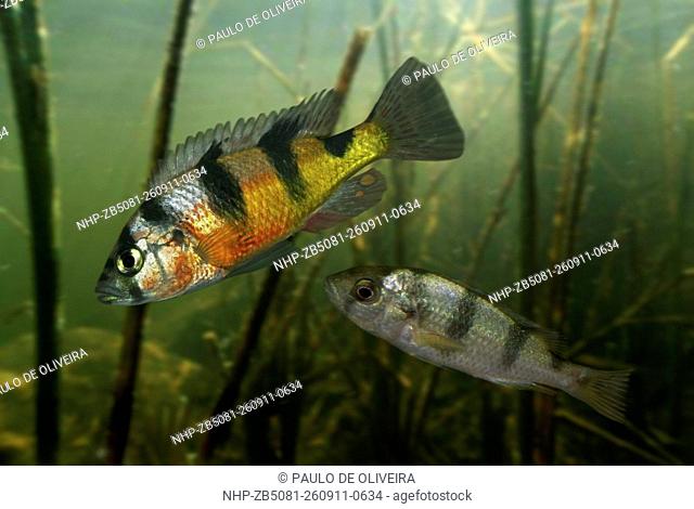 Zebra Obliquidens. Haplochromis latifasciatus. Couple. Composite image. Portugal