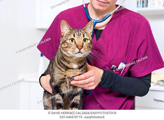 Veterinarian doctor examining a cute cat at animal hospital