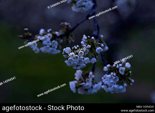 Branch with cherry blossoms, evening light, Eggenertal, Germany, Baden-Württemberg, Markgräflerland