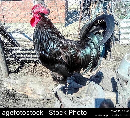 Black cock on a stump. The male chicken. Black chicken