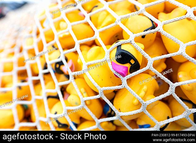 12 August 2023, Lower Saxony, Hanover: Several yellow rubber ducks lie prepared in a net before the start of the charity duck race