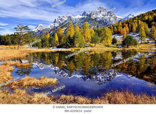 Snow-covered mountains and autumnal larch forest reflected in the Lai Nair, Schwarzsee lake, Tarasp, Engadin, Canton of Graubünden, Switzerland