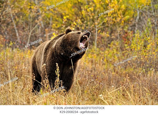 Grizzly bear (Ursus arctos) in late autumn mountain habitat, Bozeman, Montana, USA
