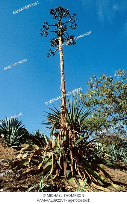 Century Plant (Agave americana) w/ Flower Stalk will die after blooming, Balboa Park, San Diego, CA California
