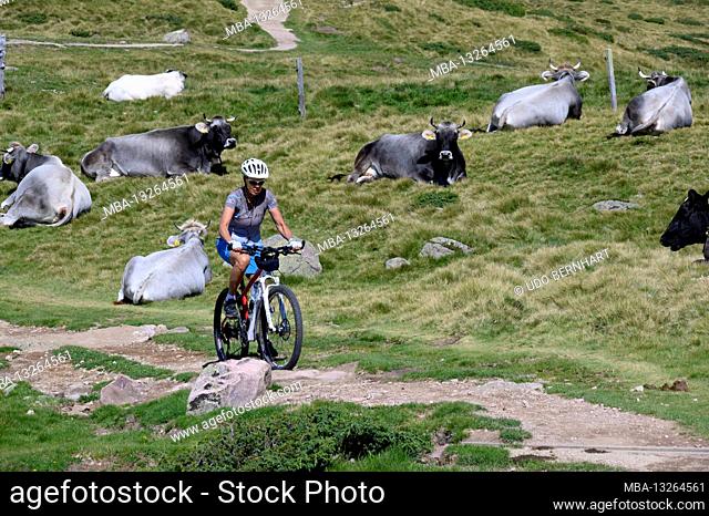 Italy, Trentino-Südtirol / Alto Adige, South Tyrol, Sarntal Alps, Tschoegglberg, high plateau, Verano, Meran 2000 Bike Region Trail Tolerance Singletrail MTB...