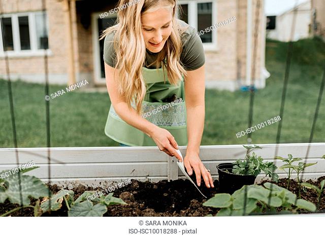 Woman growing plants in trough in garden