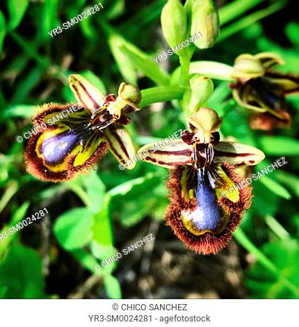 Orchids looking like honey bees flying in Prado del Rey, Sierra de Cadiz, Andalusia, Spain