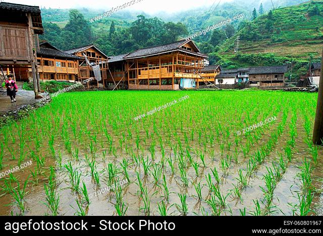 Reisfelder vor aermlichen Holzhausern in Longtian, China | paddy fields at Longtian, china
