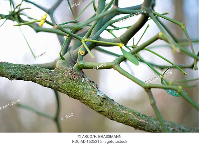 common mistletoe on bough, Duesseldorf, North Rhine-Westphalia, Germany, Europe, Viscum album